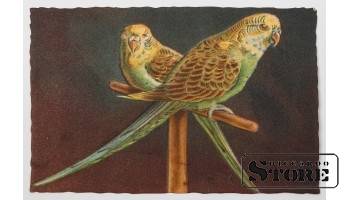 Винтажная открытка Попугаи. 20 в. #NT375