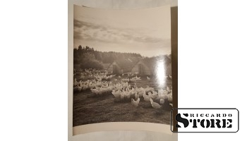 Фото В. Гайлиса 30×24 см. Птицефабрика в Латвии