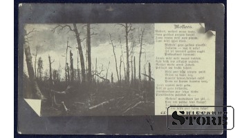 Коллекционная открытка Старый лес